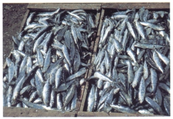 peche_sardine
